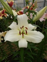 [3160 Massari World B No02.JPG]